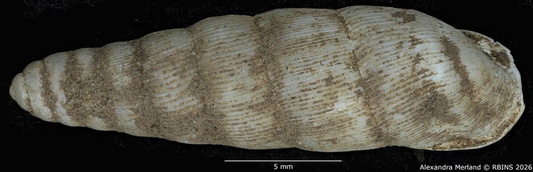 BE-RBINS-INV-MT-1755-Ptychotrema-(Haplonepion)-upembae-pt-D.jpg