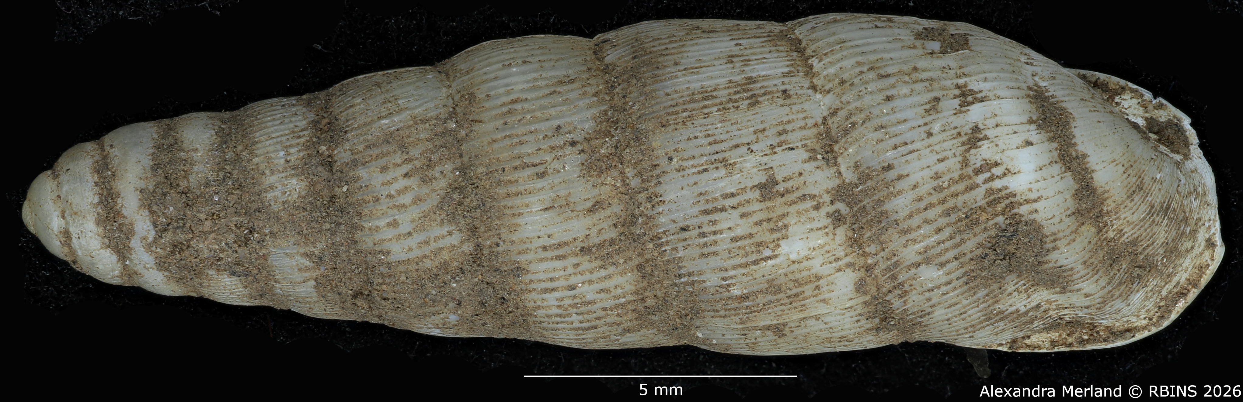 BE-RBINS-INV-MT-1755-Ptychotrema-(Haplonepion)-upembae-pt-D.jpg