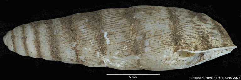 BE-RBINS-INV-MT-1755-Ptychotrema-(Haplonepion)-upembae-pt-L.jpg
