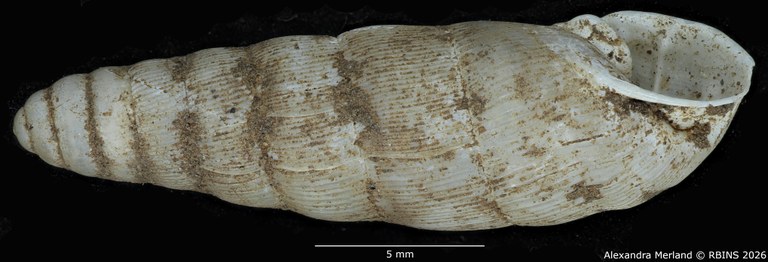BE-RBINS-INV-MT-1755-Ptychotrema-(Haplonepion)-upembae-pt-L2.jpg