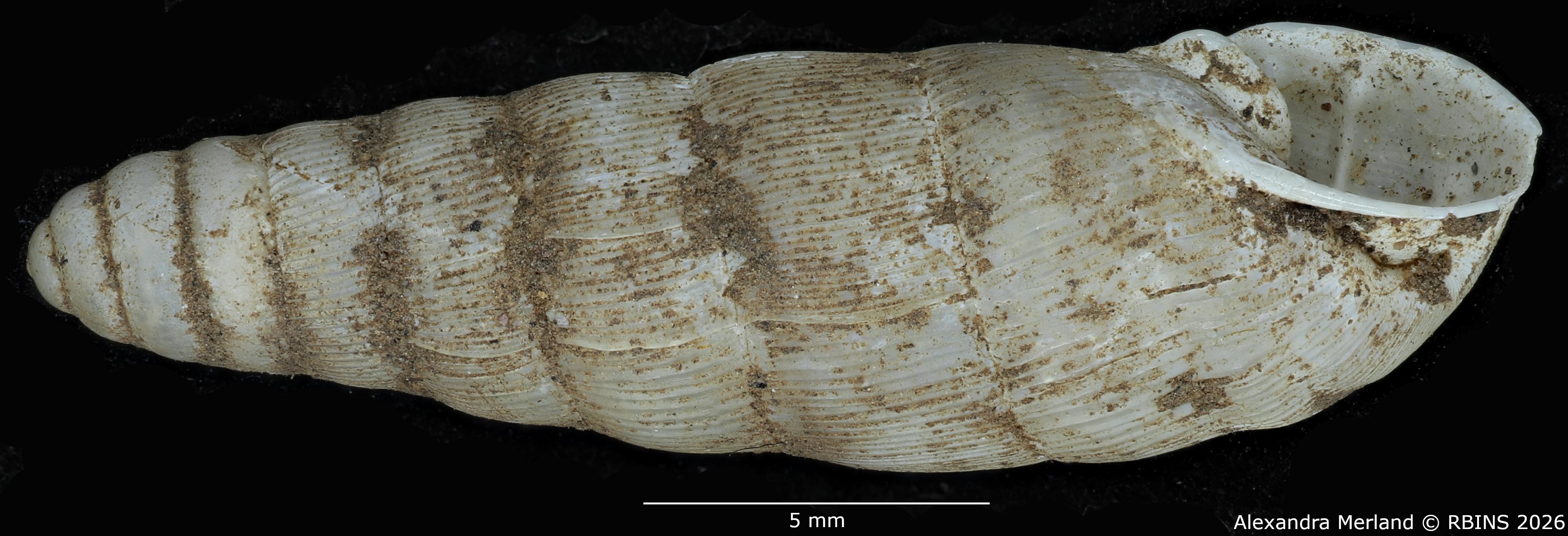 BE-RBINS-INV-MT-1755-Ptychotrema-(Haplonepion)-upembae-pt-L2.jpg
