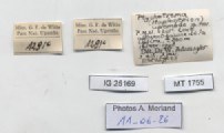 BE-RBINS-INV-MT-1755-Ptychotrema-(Haplonepion)-upembae-pt-label.jpg