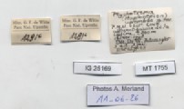 BE-RBINS-INV-MT-1755-Ptychotrema-(Haplonepion)-upembae-pt-label.jpg