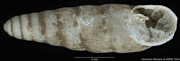 BE-RBINS-INV-MT-1755-Ptychotrema-(Haplonepion)-upembae-pt-V.jpg