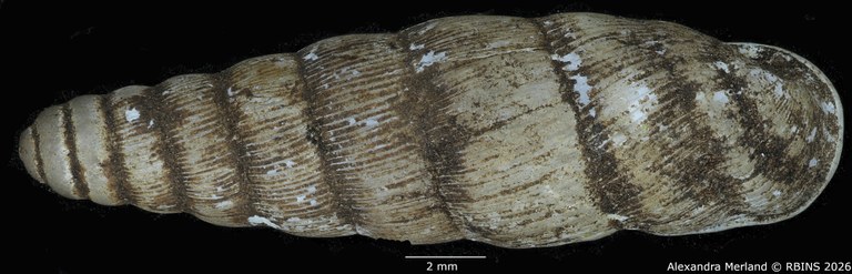 BE-RBINS-INV-MT-1761-Ptychotrema-(Haplonepion)-upembae-pt-D.jpg