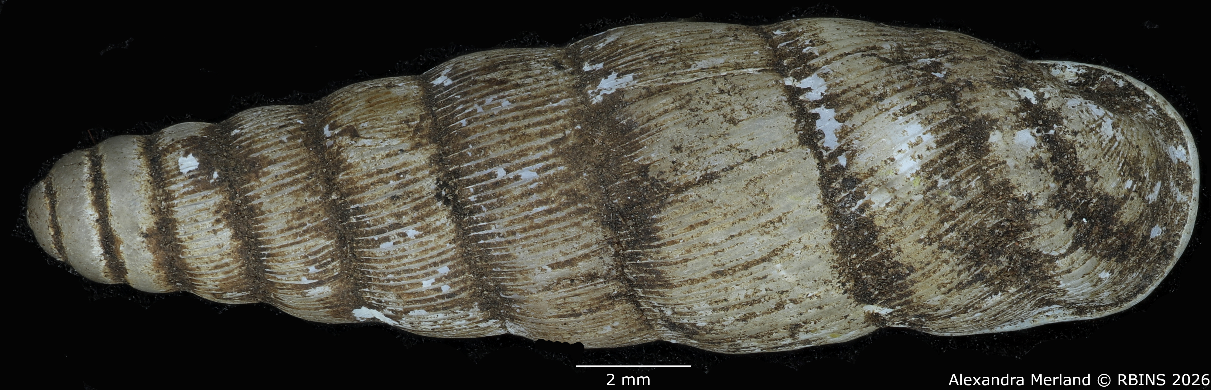 BE-RBINS-INV-MT-1761-Ptychotrema-(Haplonepion)-upembae-pt-D.jpg