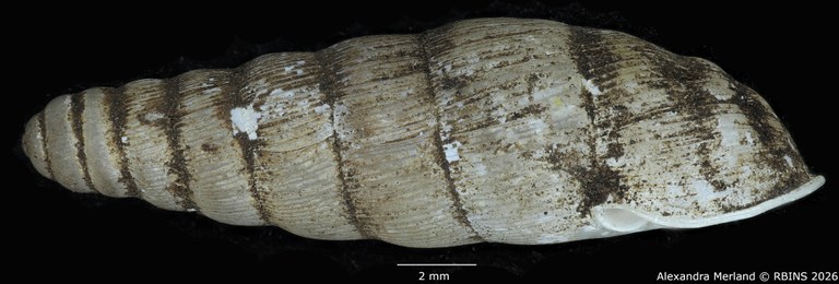 BE-RBINS-INV-MT-1761-Ptychotrema-(Haplonepion)-upembae-pt-L.jpg