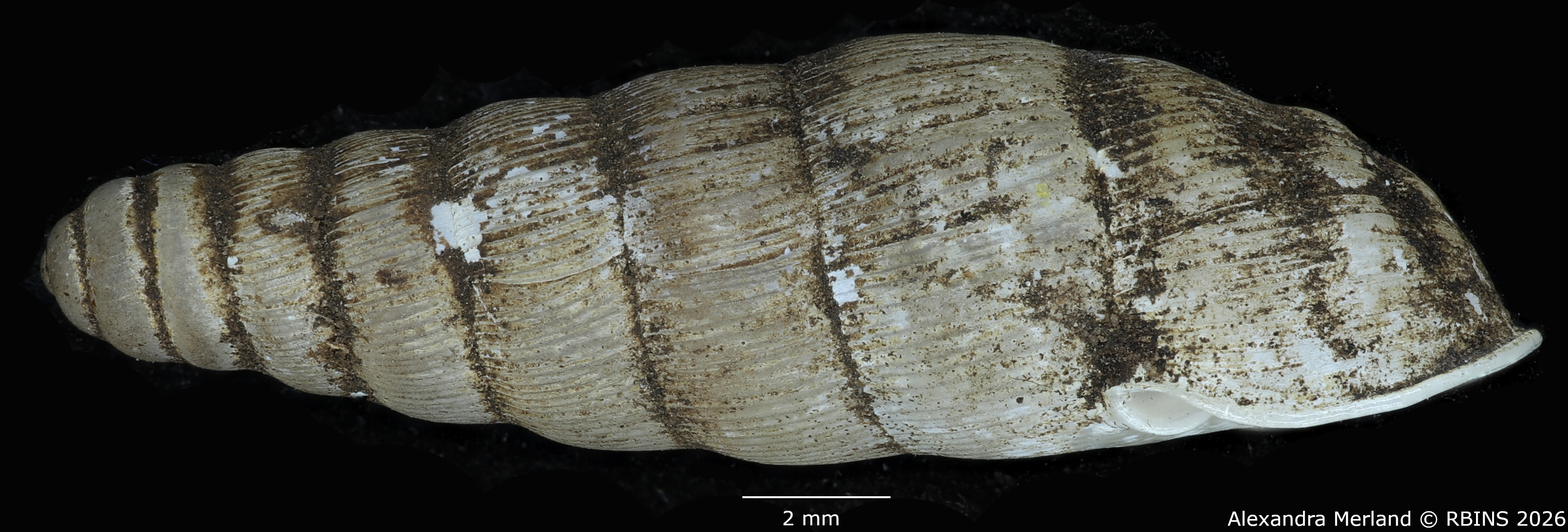 BE-RBINS-INV-MT-1761-Ptychotrema-(Haplonepion)-upembae-pt-L.jpg