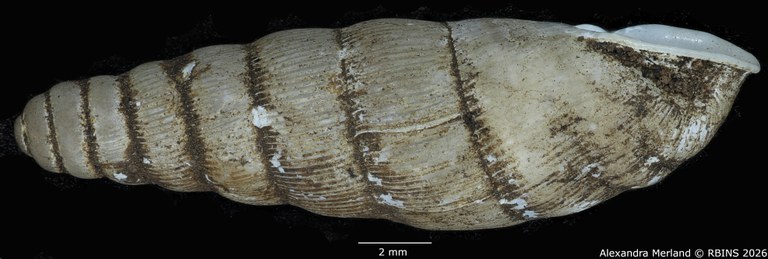 BE-RBINS-INV-MT-1761-Ptychotrema-(Haplonepion)-upembae-pt-L2.jpg