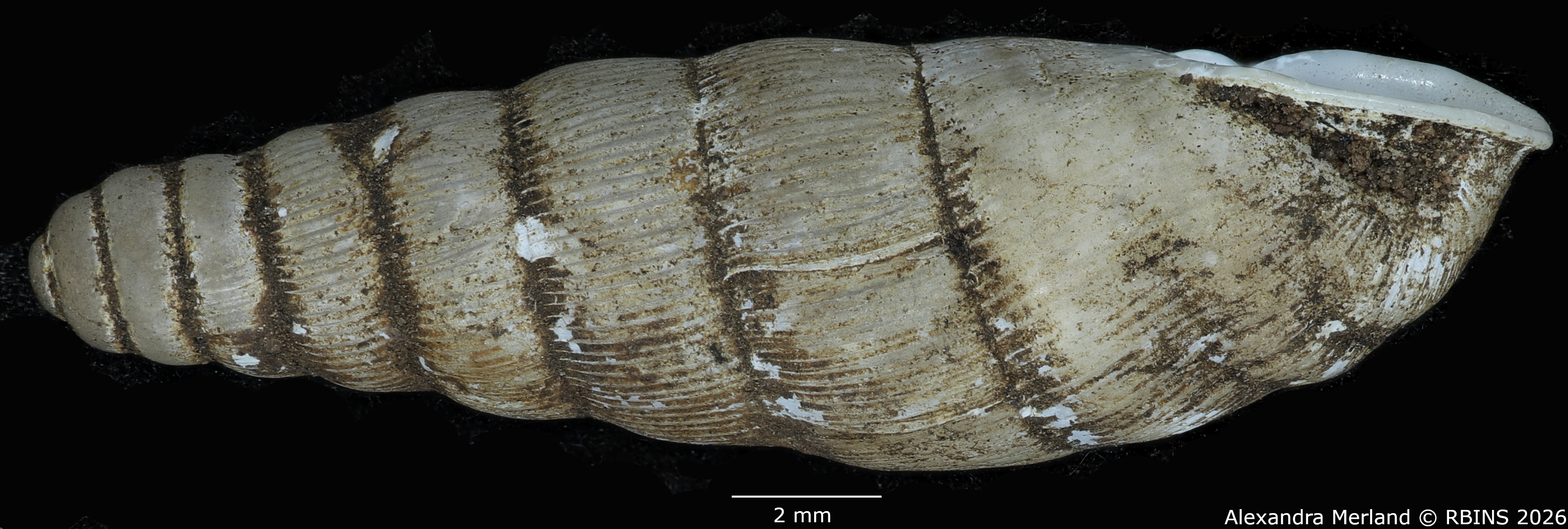 BE-RBINS-INV-MT-1761-Ptychotrema-(Haplonepion)-upembae-pt-L2.jpg