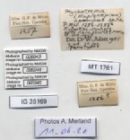 BE-RBINS-INV-MT-1761-Ptychotrema-(Haplonepion)-upembae-pt-label.jpg