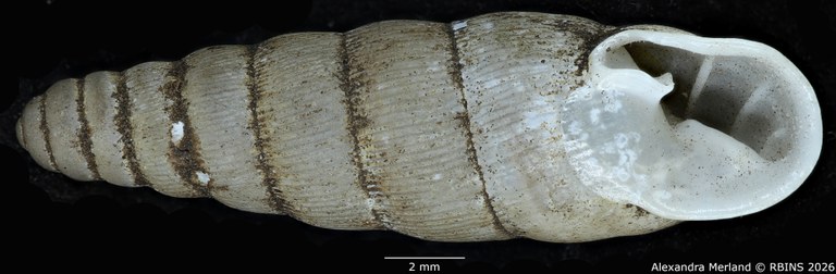 BE-RBINS-INV-MT-1761-Ptychotrema-(Haplonepion)-upembae-pt-V.jpg