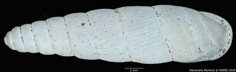 BE-RBINS-INV-MT-1762-Ptychotrema-(Haplonepion)-upembae-pt-D.jpg