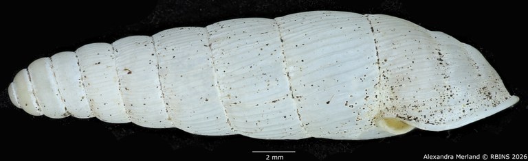 BE-RBINS-INV-MT-1762-Ptychotrema-(Haplonepion)-upembae-pt-L.jpg