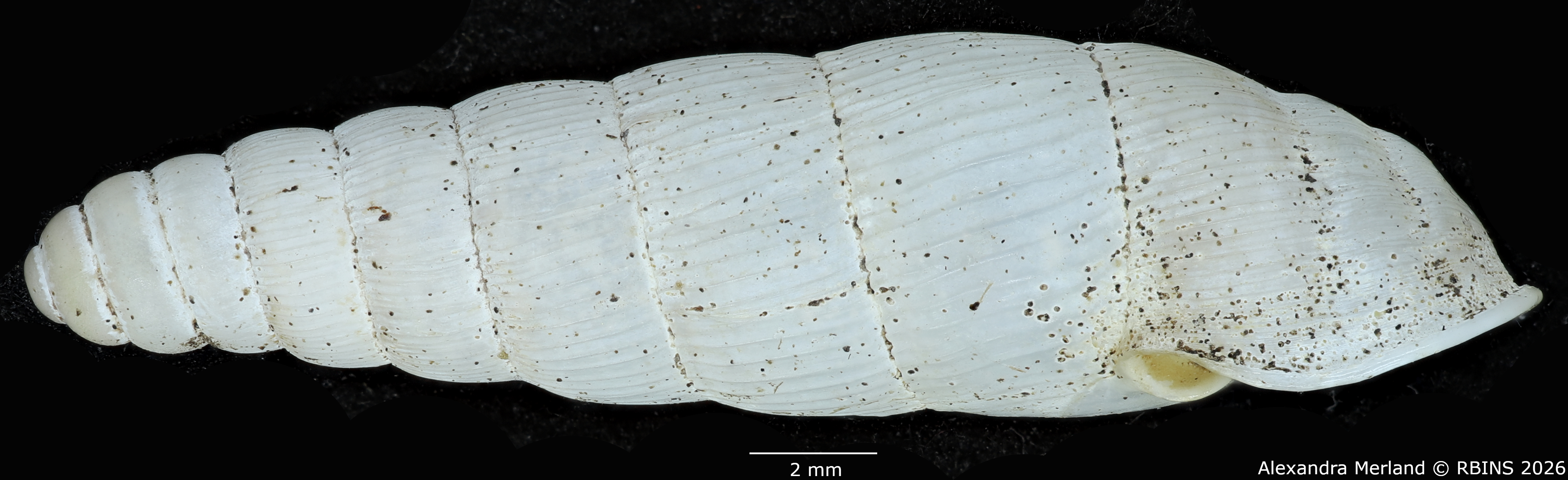 BE-RBINS-INV-MT-1762-Ptychotrema-(Haplonepion)-upembae-pt-L.jpg