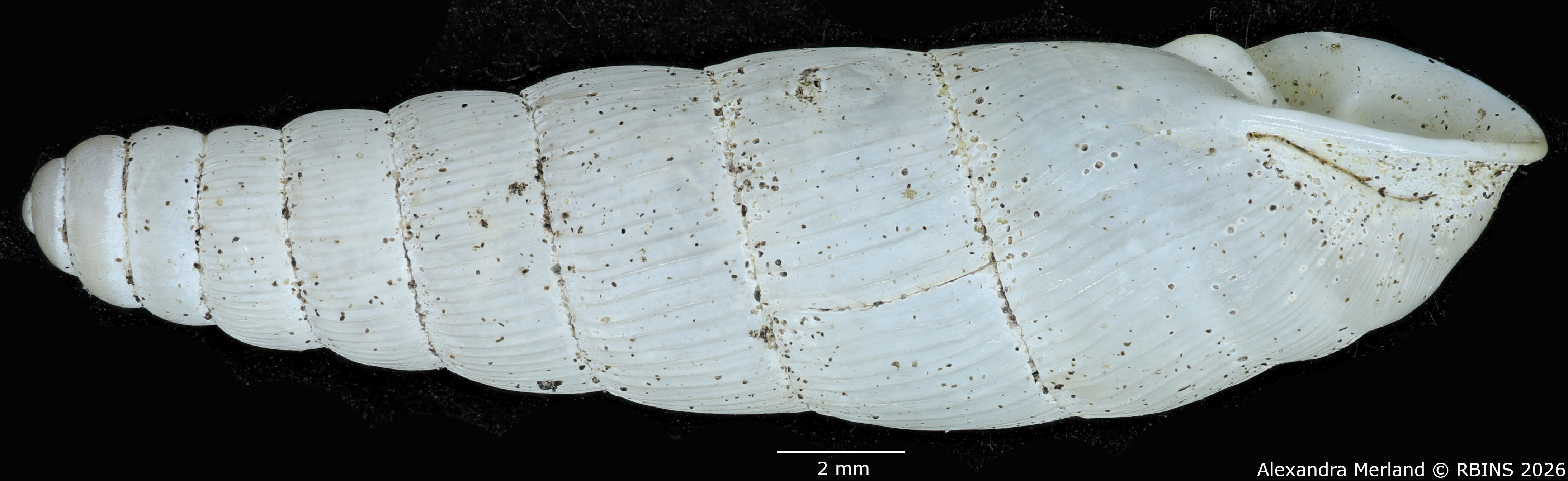 BE-RBINS-INV-MT-1762-Ptychotrema-(Haplonepion)-upembae-pt-L2.jpg