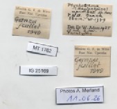 BE-RBINS-INV-MT-1762-Ptychotrema-(Haplonepion)-upembae-pt-label.jpg