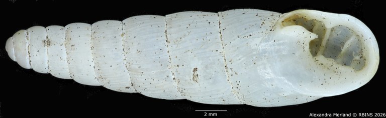 BE-RBINS-INV-MT-1762-Ptychotrema-(Haplonepion)-upembae-pt-V.jpg
