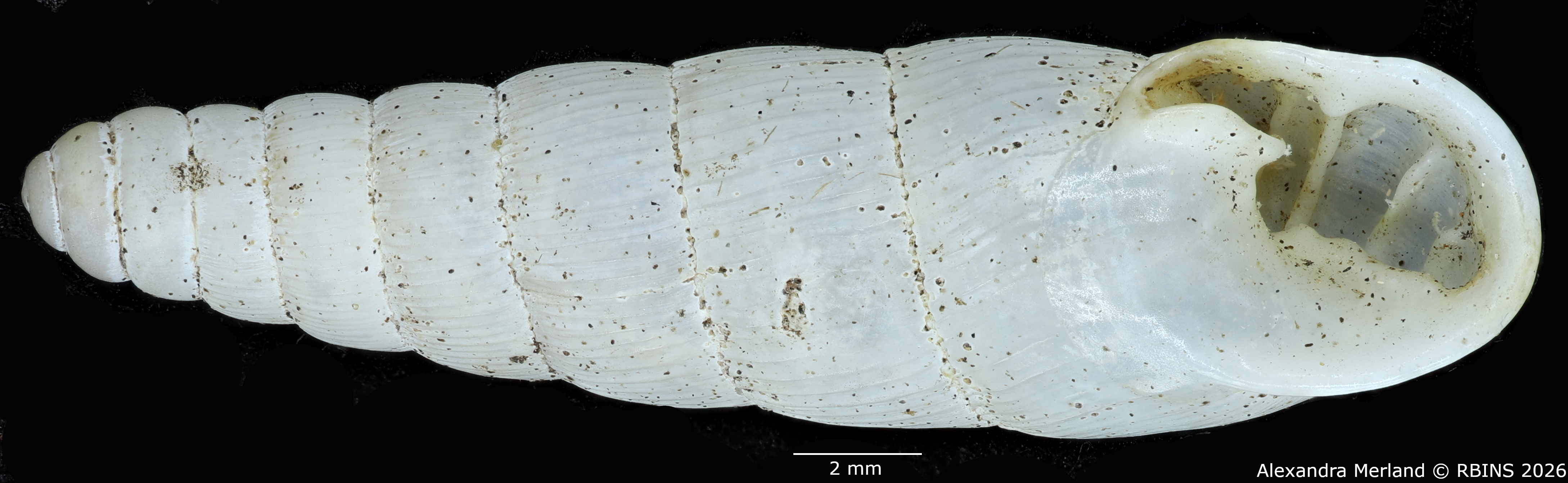 BE-RBINS-INV-MT-1762-Ptychotrema-(Haplonepion)-upembae-pt-V.jpg