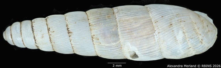 BE-RBINS-INV-MT-1752-Ptychotrema-(Haplonepion)-upembae-pt-D.jpg