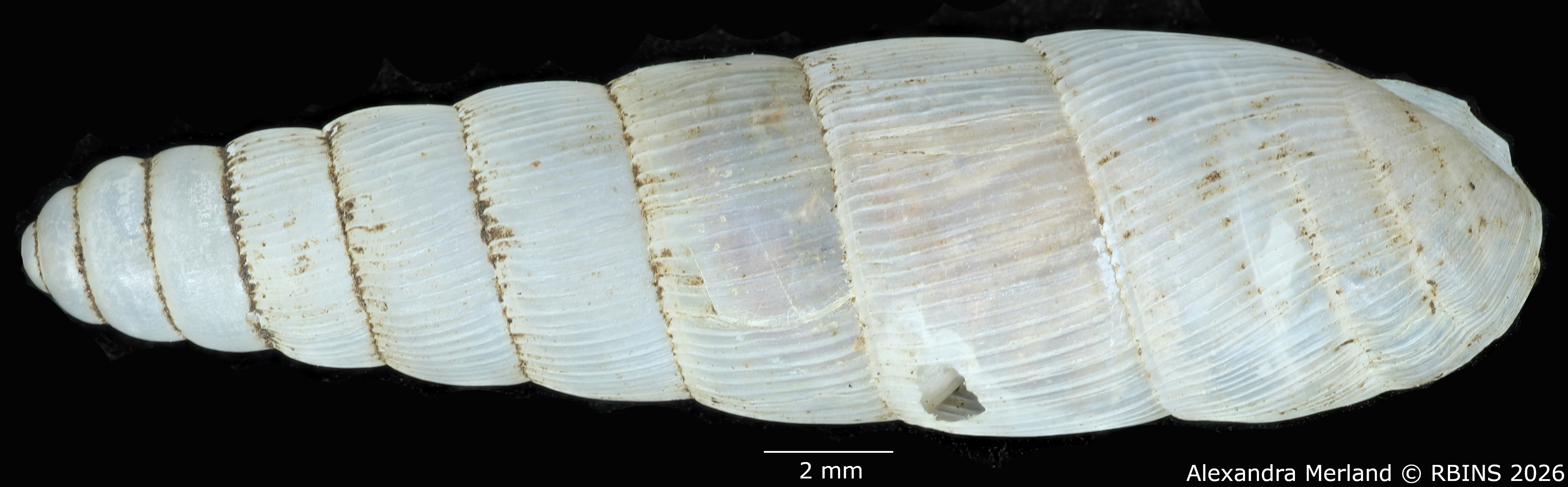 BE-RBINS-INV-MT-1752-Ptychotrema-(Haplonepion)-upembae-pt-D.jpg