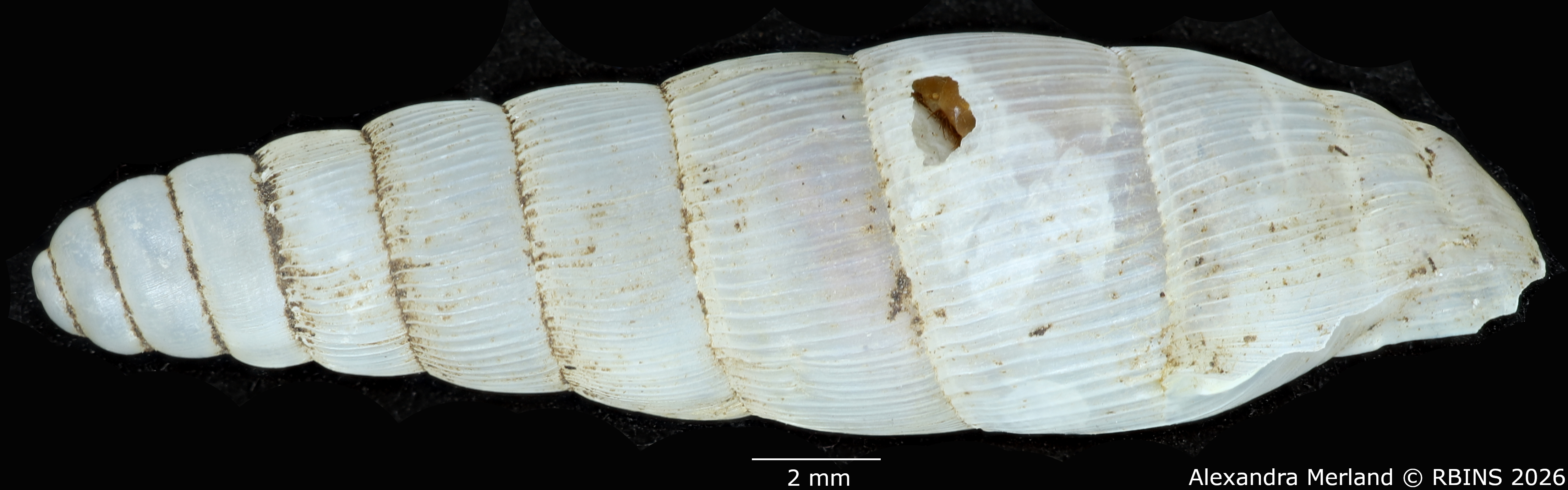 BE-RBINS-INV-MT-1752-Ptychotrema-(Haplonepion)-upembae-pt-L.jpg