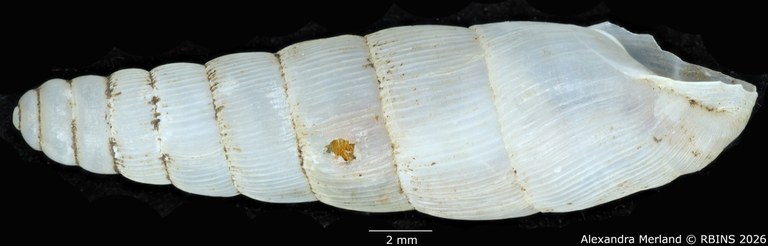 BE-RBINS-INV-MT-1752-Ptychotrema-(Haplonepion)-upembae-pt-L2.jpg