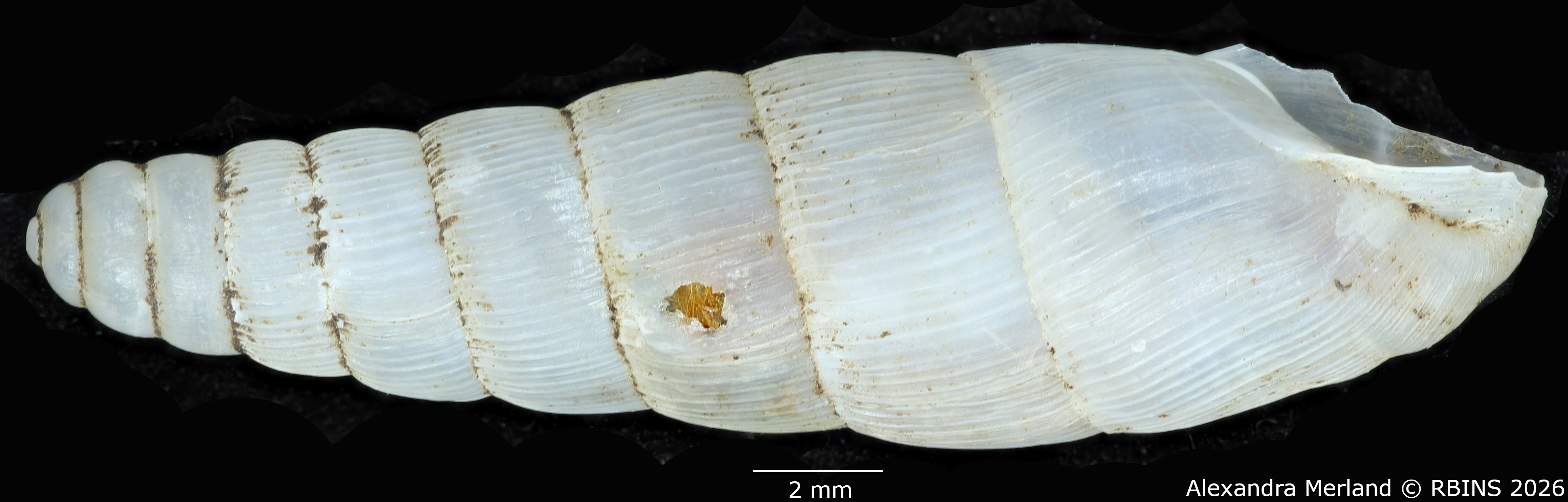 BE-RBINS-INV-MT-1752-Ptychotrema-(Haplonepion)-upembae-pt-L2.jpg