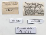 BE-RBINS-INV-MT-1752-Ptychotrema-(Haplonepion)-upembae-pt-label.jpg