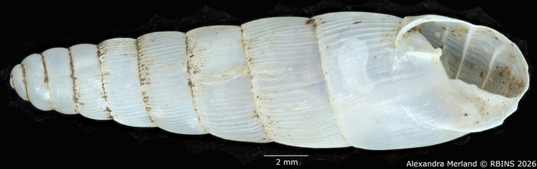 BE-RBINS-INV-MT-1752-Ptychotrema-(Haplonepion)-upembae-pt-V.jpg