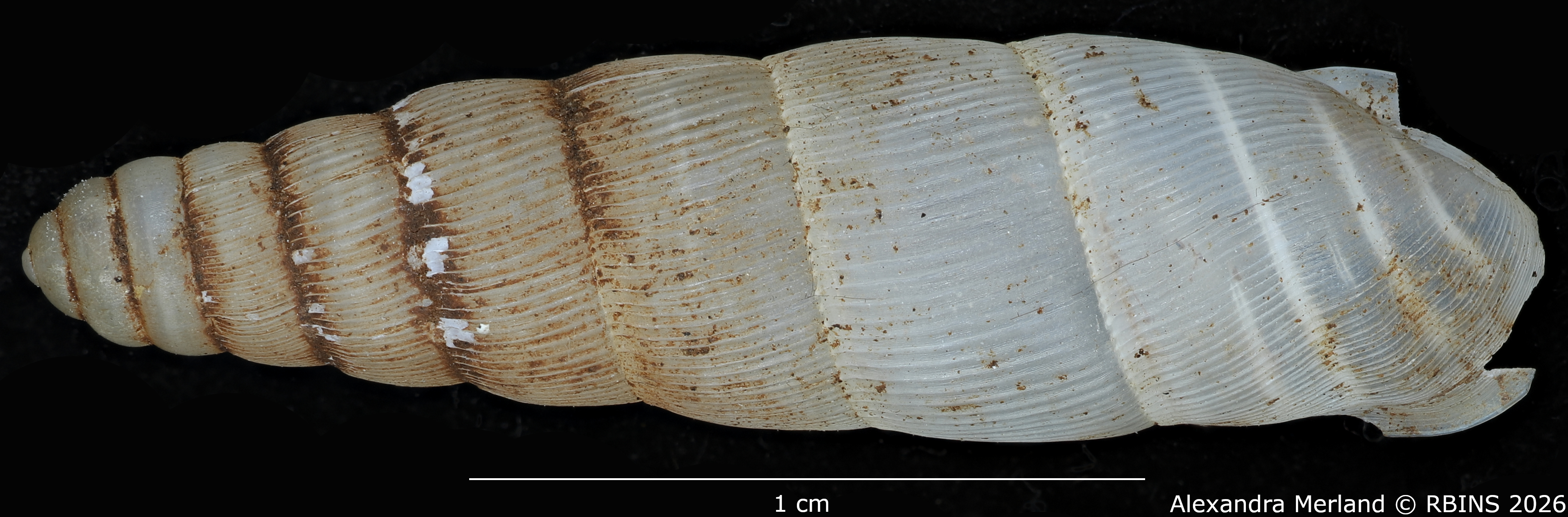 BE-RBINS-INV-MT-1751-Ptychotrema-(Haplonepion)-upembae-pt-D.jpg