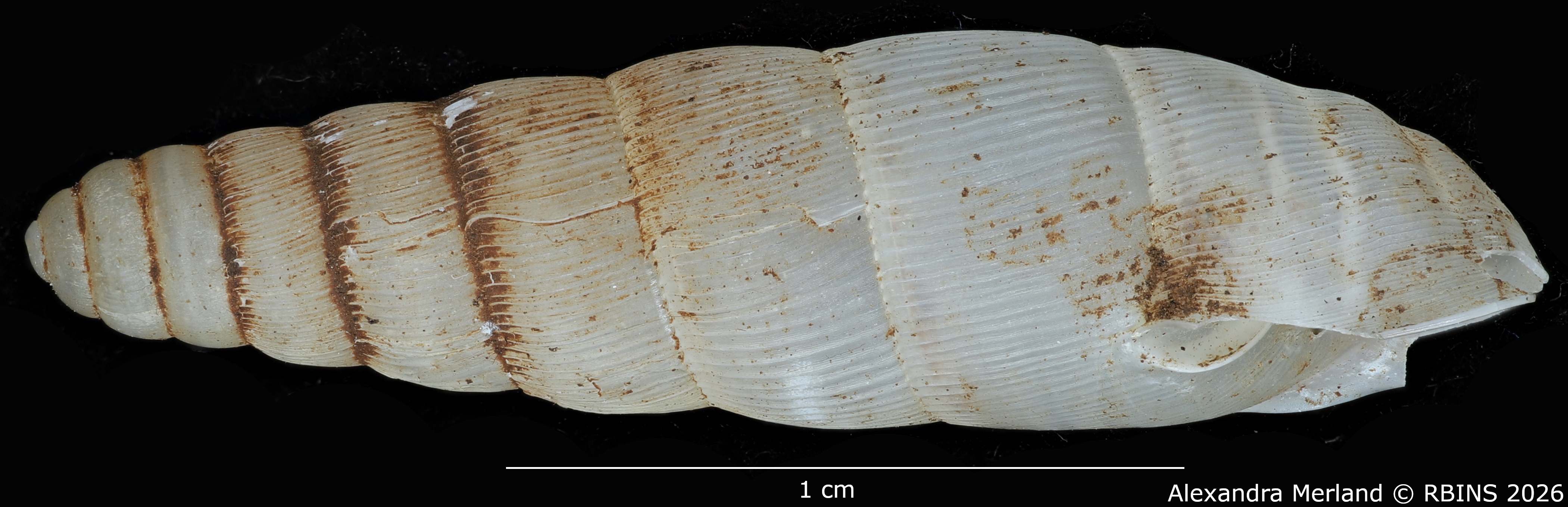 BE-RBINS-INV-MT-1751-Ptychotrema-(Haplonepion)-upembae-pt-L.jpg