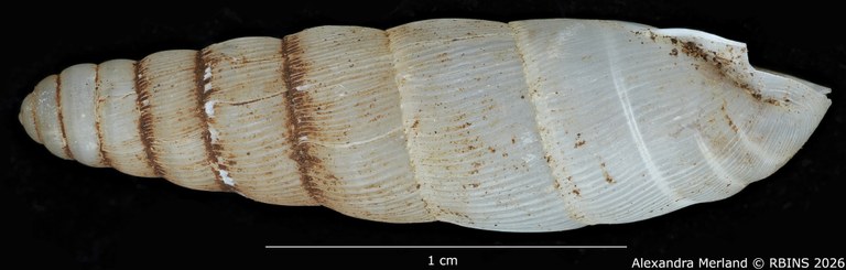 BE-RBINS-INV-MT-1751-Ptychotrema-(Haplonepion)-upembae-pt-L2.jpg