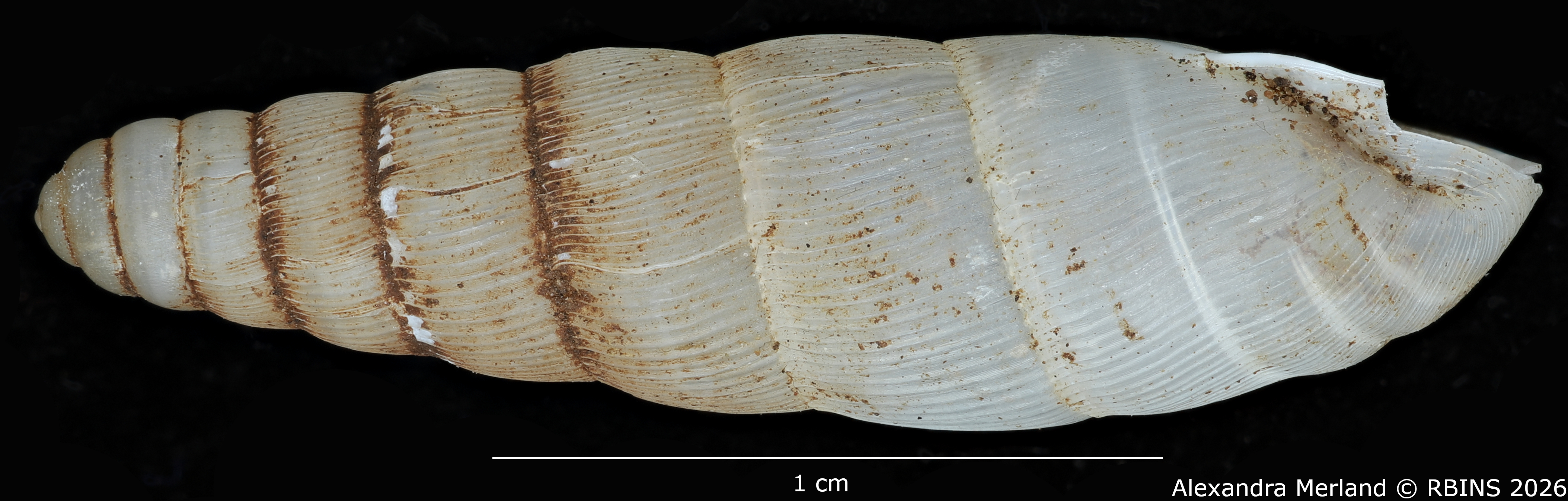 BE-RBINS-INV-MT-1751-Ptychotrema-(Haplonepion)-upembae-pt-L2.jpg
