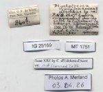 BE-RBINS-INV-MT-1751-Ptychotrema-(Haplonepion)-upembae-pt-label.jpg