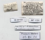 BE-RBINS-INV-MT-1751-Ptychotrema-(Haplonepion)-upembae-pt-label.jpg