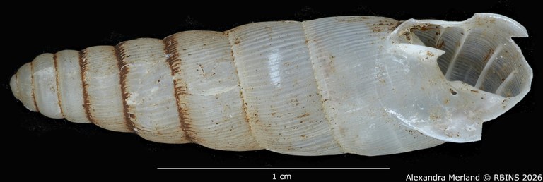 BE-RBINS-INV-MT-1751-Ptychotrema-(Haplonepion)-upembae-pt-V.jpg