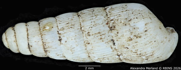 BE-RBINS-INV-MT-1753-Ptychotrema-(Haplonepion)-upembae-pt-D.jpg