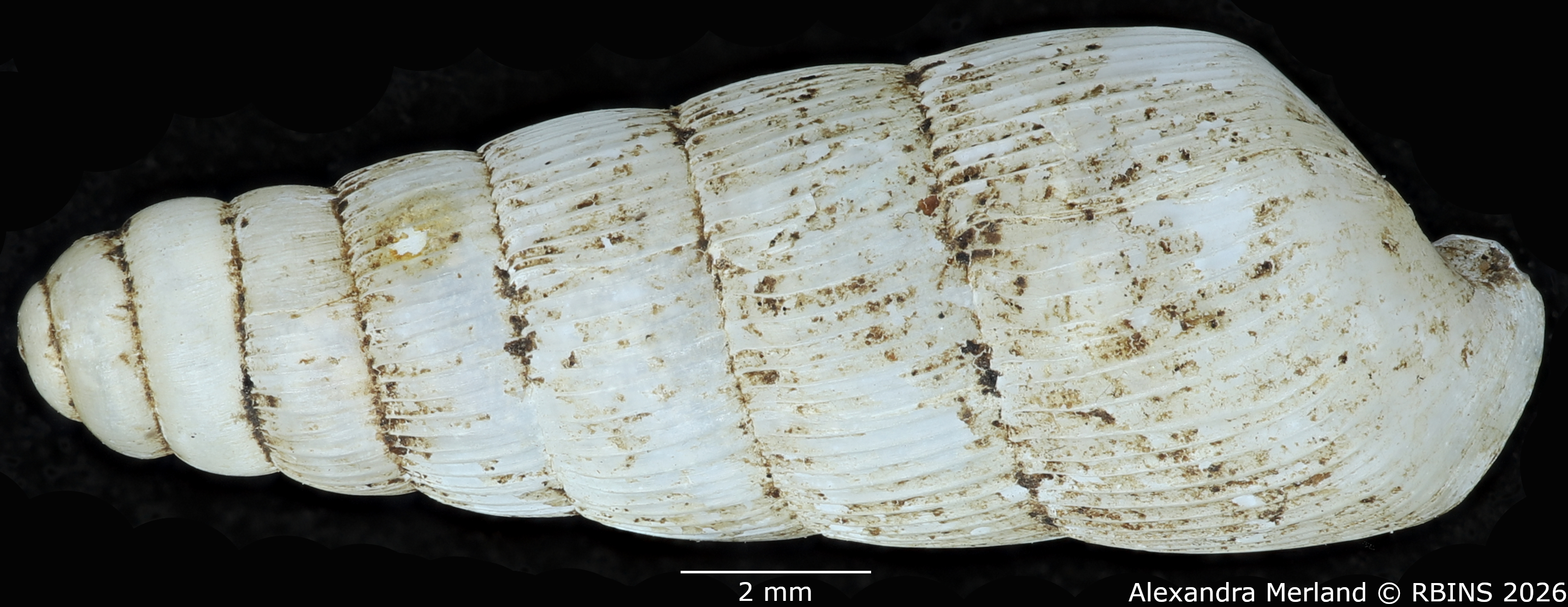 BE-RBINS-INV-MT-1753-Ptychotrema-(Haplonepion)-upembae-pt-D.jpg