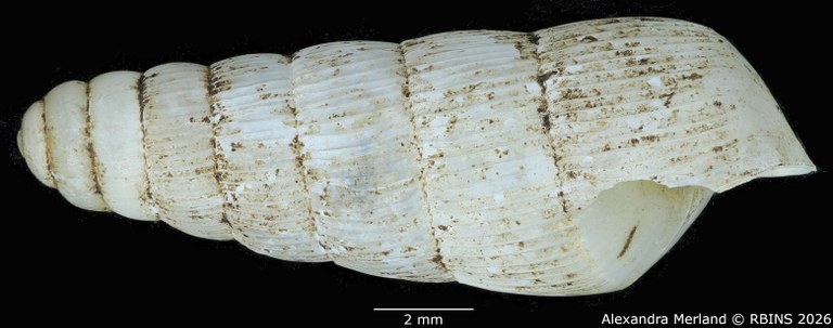 BE-RBINS-INV-MT-1753-Ptychotrema-(Haplonepion)-upembae-pt-L.jpg
