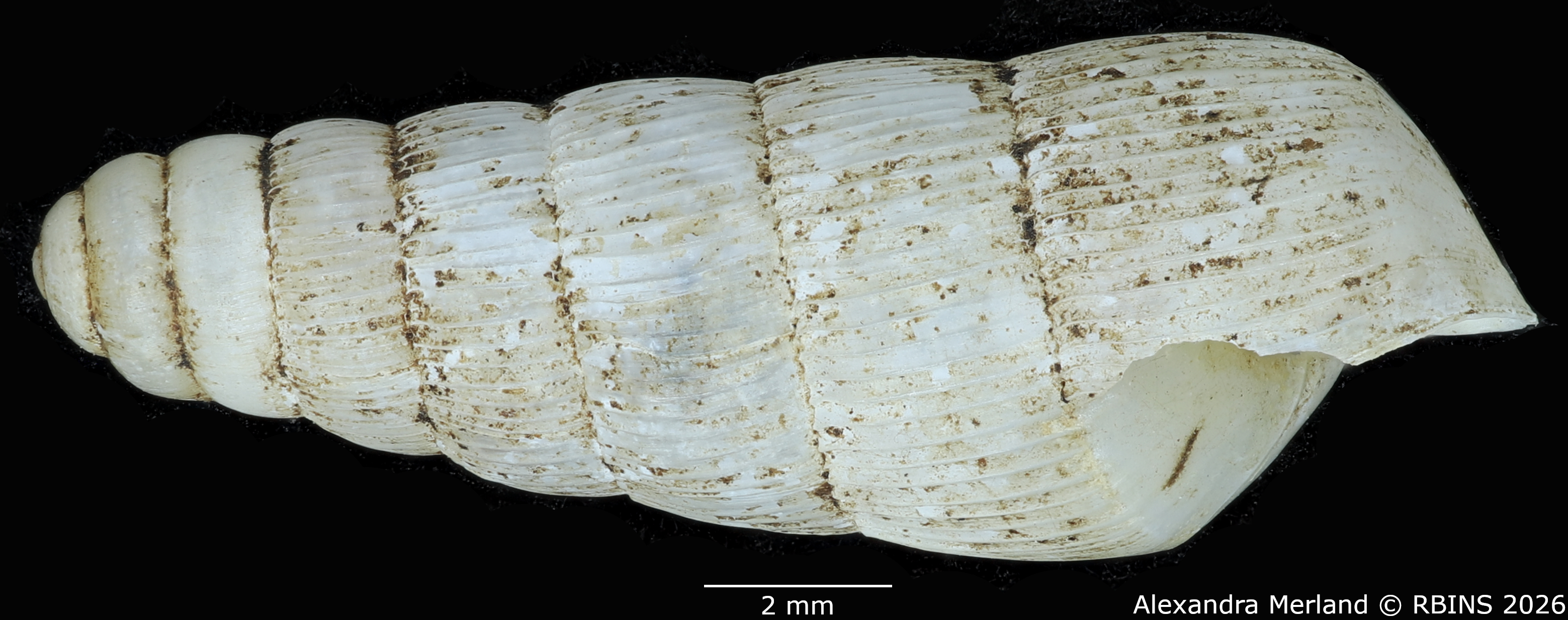 BE-RBINS-INV-MT-1753-Ptychotrema-(Haplonepion)-upembae-pt-L.jpg