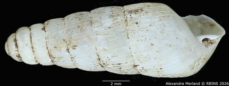 BE-RBINS-INV-MT-1753-Ptychotrema-(Haplonepion)-upembae-pt-L2.jpg