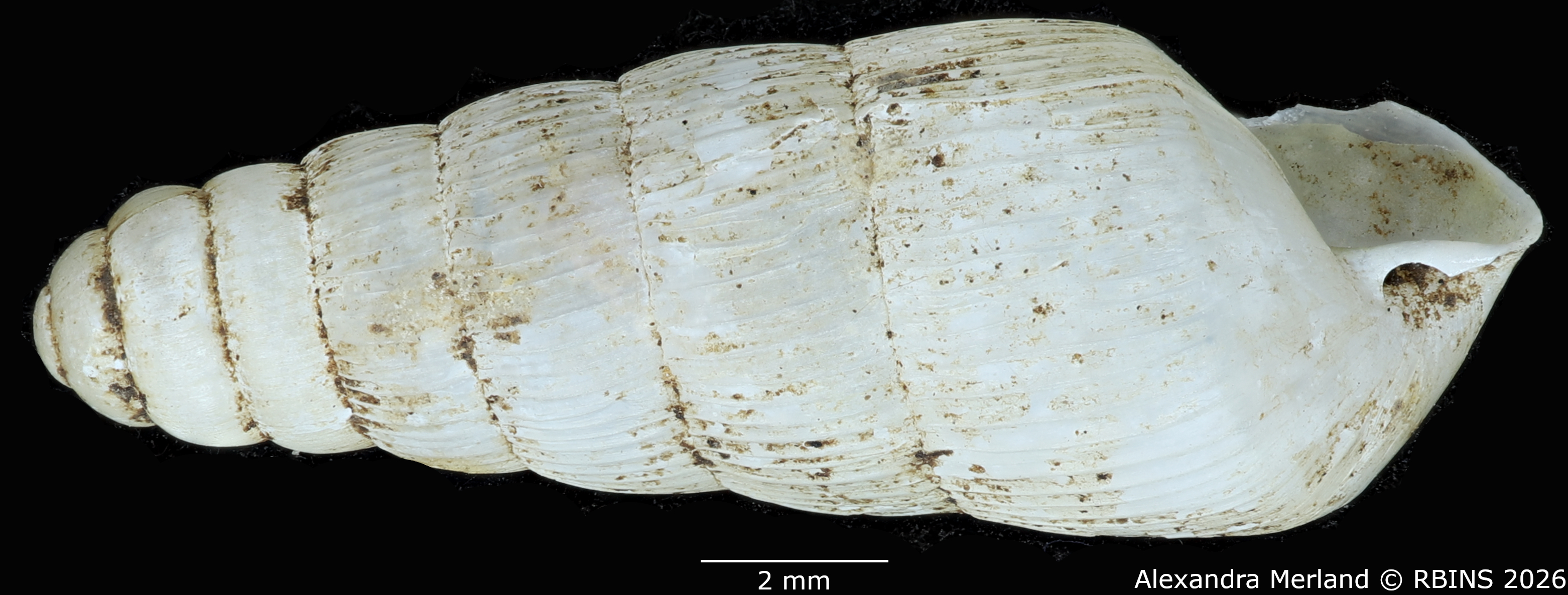 BE-RBINS-INV-MT-1753-Ptychotrema-(Haplonepion)-upembae-pt-L2.jpg