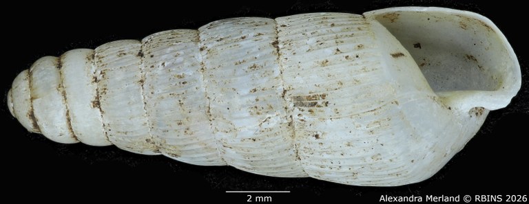 BE-RBINS-INV-MT-1753-Ptychotrema-(Haplonepion)-upembae-pt-V.jpg