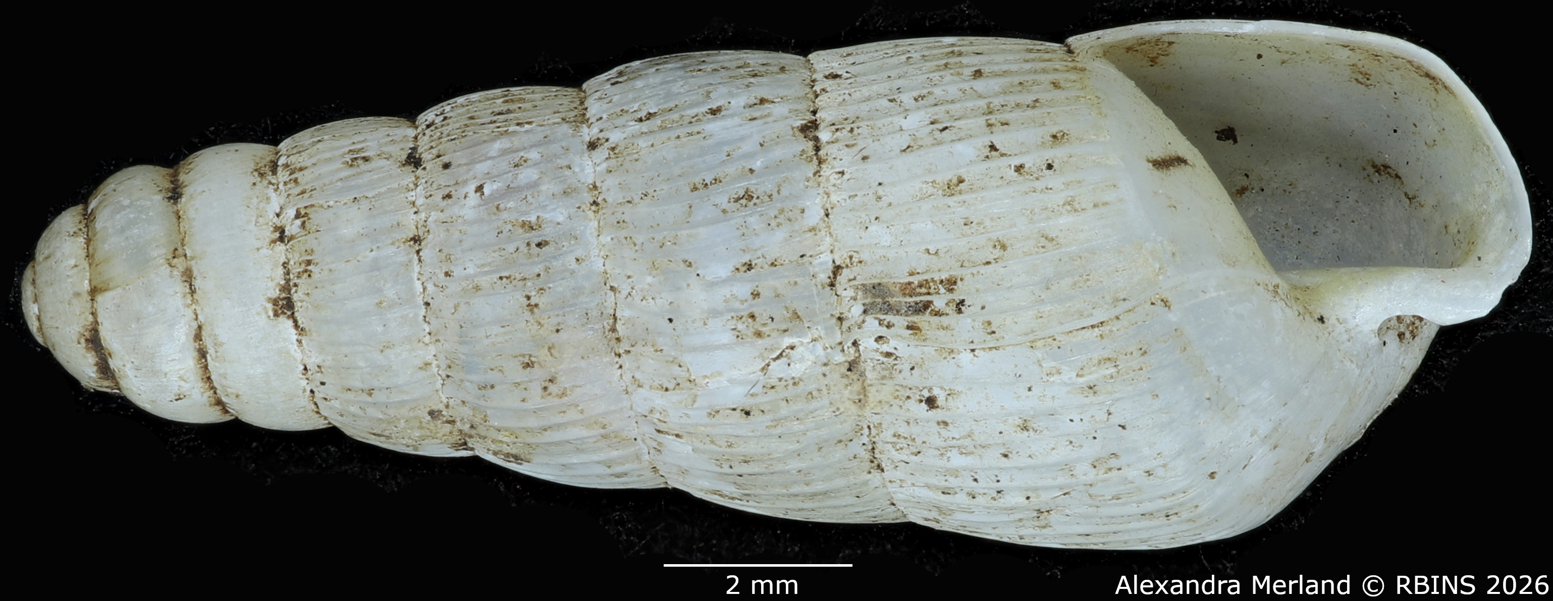 BE-RBINS-INV-MT-1753-Ptychotrema-(Haplonepion)-upembae-pt-V.jpg