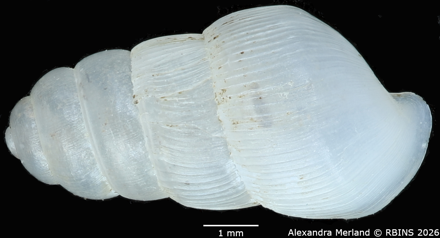 BE-RBINS-INV-MT-1759-Ptychotrema-(Haplonepion)-upembae-pt-D.jpg