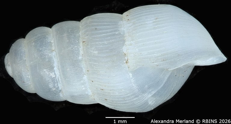 BE-RBINS-INV-MT-1759-Ptychotrema-(Haplonepion)-upembae-pt-L.jpg