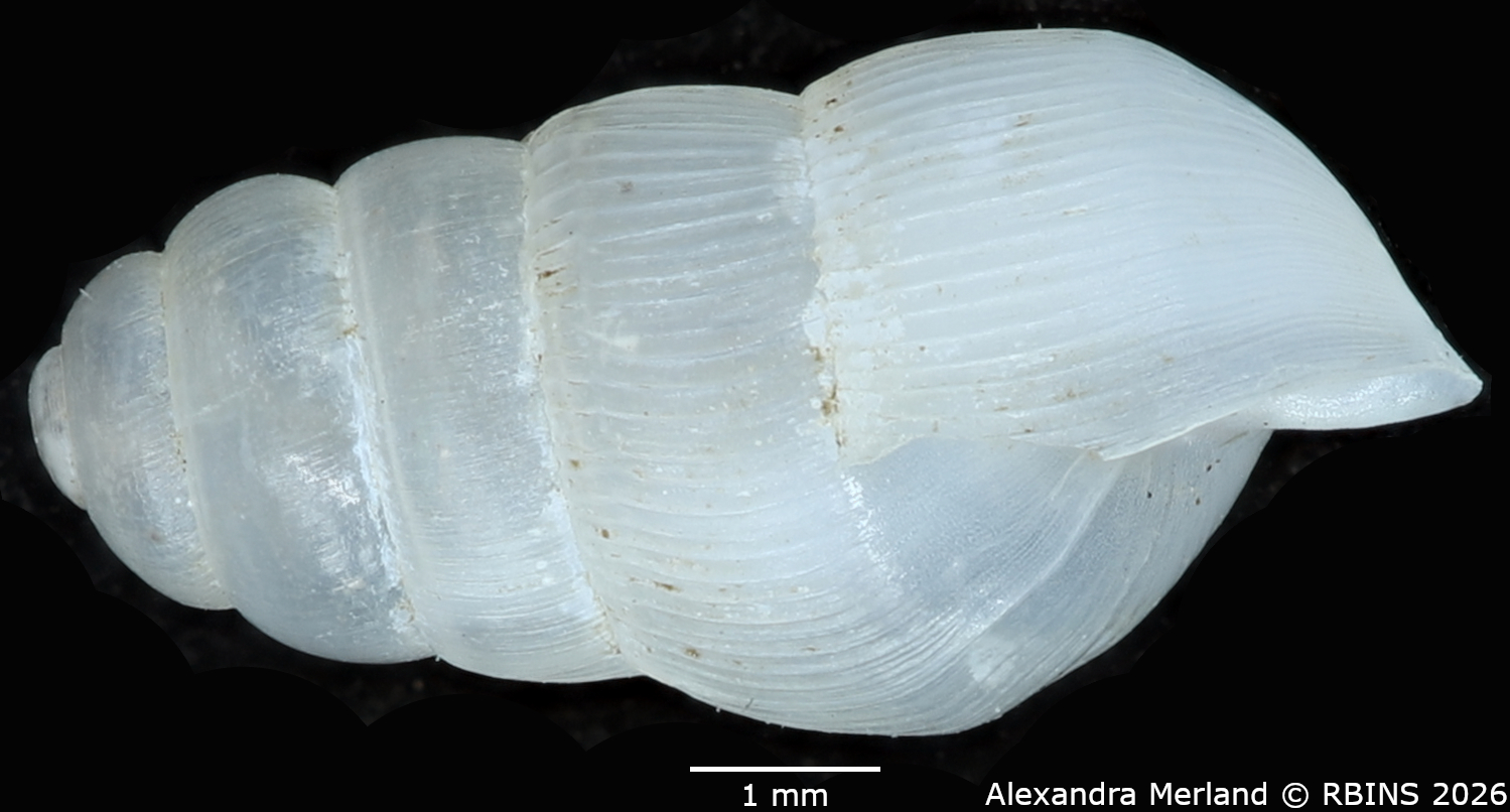 BE-RBINS-INV-MT-1759-Ptychotrema-(Haplonepion)-upembae-pt-L.jpg