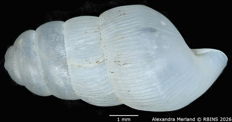 BE-RBINS-INV-MT-1759-Ptychotrema-(Haplonepion)-upembae-pt-L2.jpg