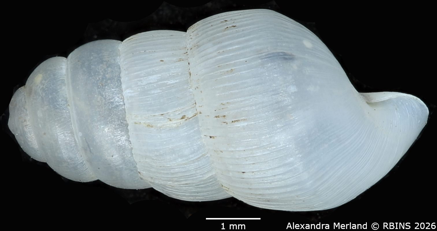 BE-RBINS-INV-MT-1759-Ptychotrema-(Haplonepion)-upembae-pt-L2.jpg
